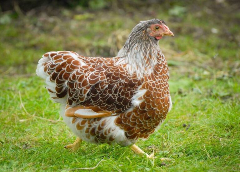Çfarë të Bëni Kur Një Pulë Është e Sëmurë: Kura Shtëpiake të Dobishme 🐔🌿